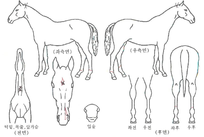 ���Ÿ������� ����,���,�޸�,�λ�,�ٸ��� Ư¡����