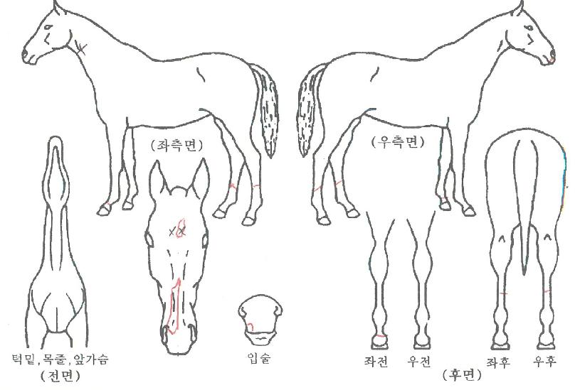 Ʈ���ÿ���Ʈ�� ����,���,�޸�,�λ�,�ٸ��� Ư¡����