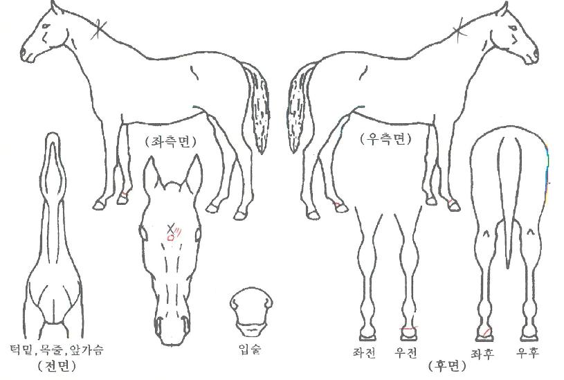 ��ī�������� ����,���,�޸�,�λ�,�ٸ��� Ư¡����