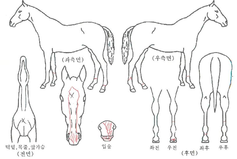 ½º¸¶Æ®µå¸²ÀÇ Ãø¸é,¿ì¸é,µÞ¸é,µÎ»ó,´Ù¸®ÀÇ Æ¯Â¡µµÇØ