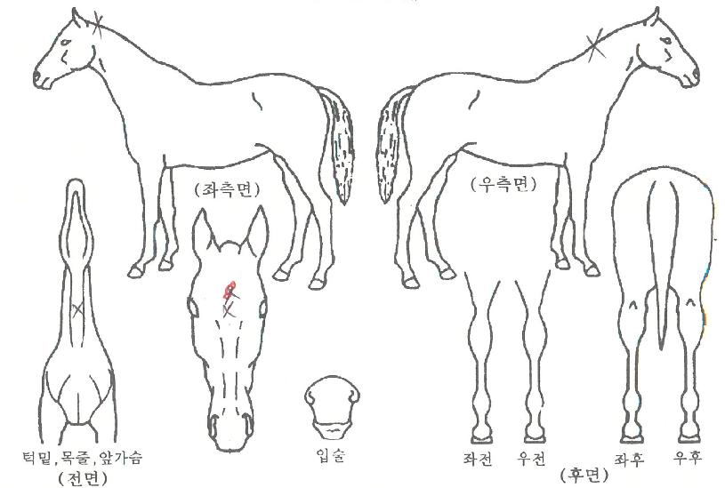 Äý¹Ìµð¾îÀÇ Ãø¸é,¿ì¸é,µÞ¸é,µÎ»ó,´Ù¸®ÀÇ Æ¯Â¡µµÇØ