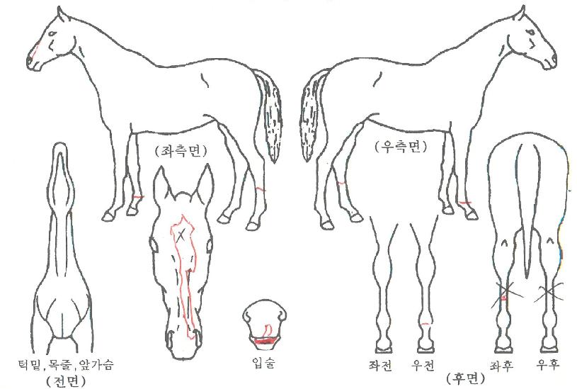 ������������ ����,���,�޸�,�λ�,�ٸ��� Ư¡����