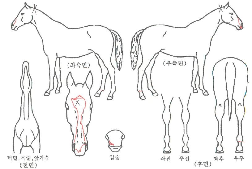 ��ī��������� ����,���,�޸�,�λ�,�ٸ��� Ư¡����