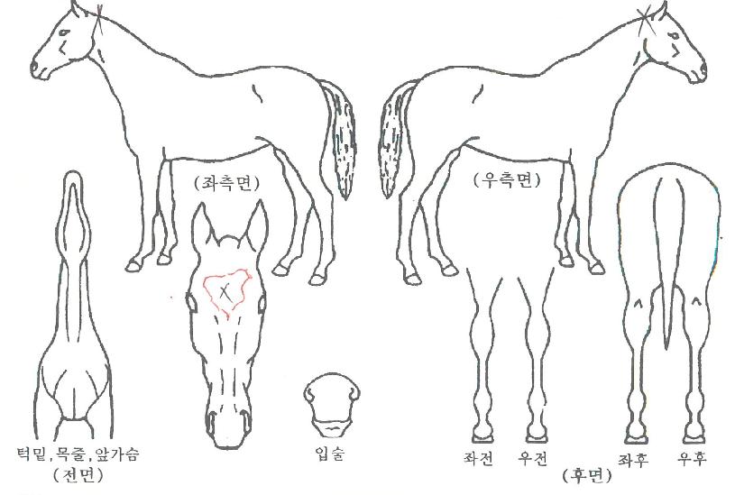 ½ºÇǸ´¿ì¸ÕÀÇ Ãø¸é,¿ì¸é,µÞ¸é,µÎ»ó,´Ù¸®ÀÇ Æ¯Â¡µµÇØ