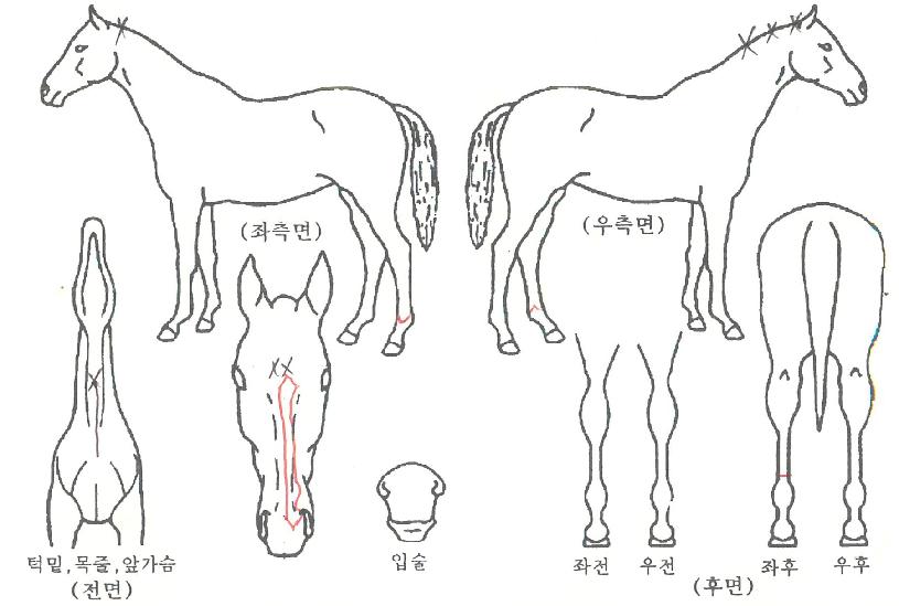 �ҹ��������� ����,���,�޸�,�λ�,�ٸ��� Ư¡����