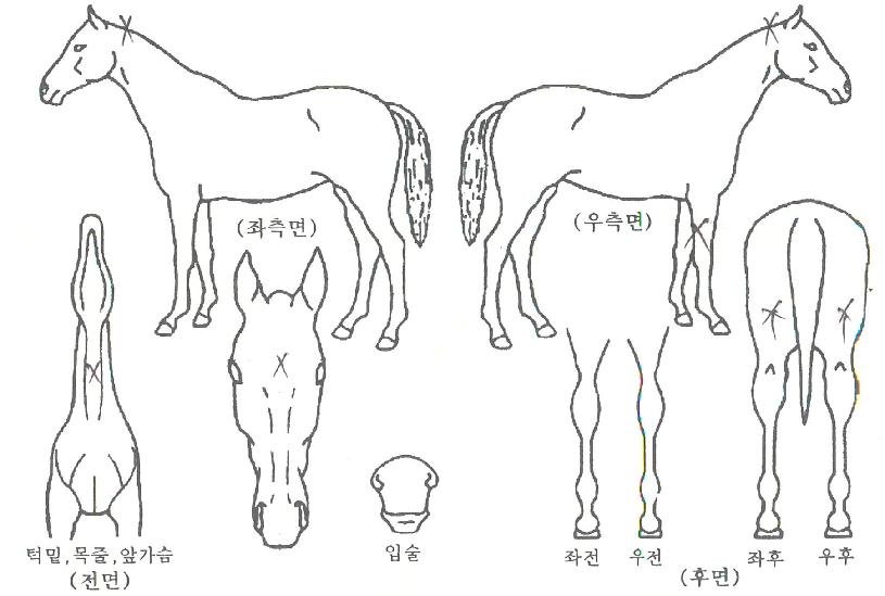 ���ø�Ʈŷ�� ����,���,�޸�,�λ�,�ٸ��� Ư¡����