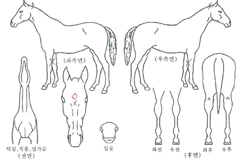 �츮�Ǽҿ��� ����,���,�޸�,�λ�,�ٸ��� Ư¡����