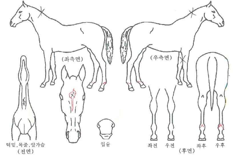 �ޱ����߾��� ����,���,�޸�,�λ�,�ٸ��� Ư¡����