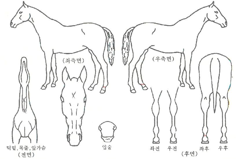 ºóü·ÎÅ¥ÀÇ Ãø¸é,¿ì¸é,µÞ¸é,µÎ»ó,´Ù¸®ÀÇ Æ¯Â¡µµÇØ