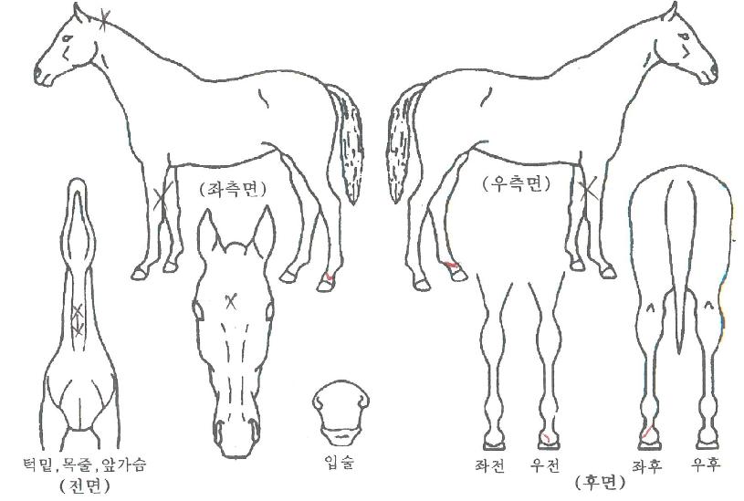 �ָ����ڸ��� ����,���,�޸�,�λ�,�ٸ��� Ư¡����