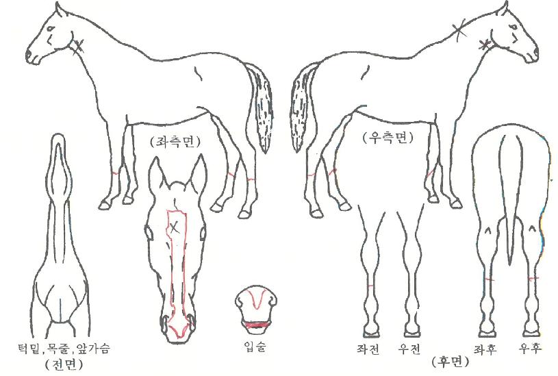 ���̳κ����� ����,���,�޸�,�λ�,�ٸ��� Ư¡����