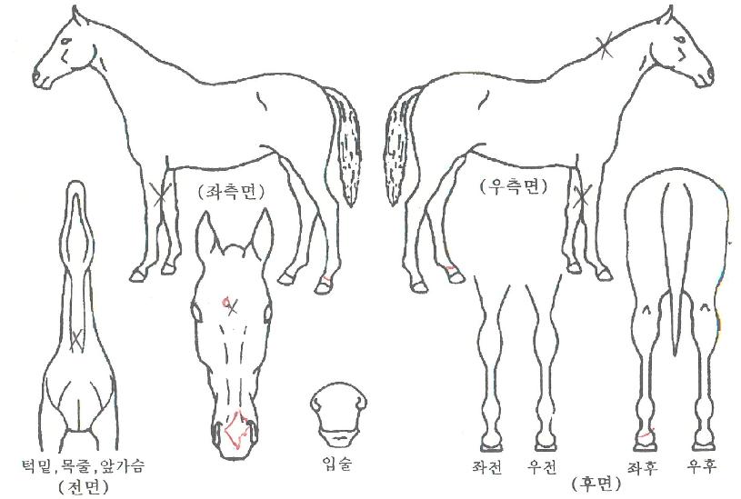 �̷������ ����,���,�޸�,�λ�,�ٸ��� Ư¡����