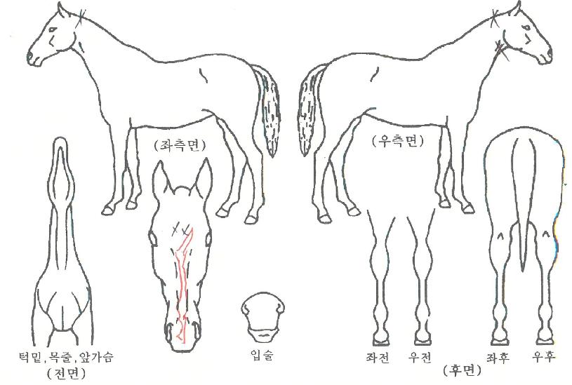 ���۸����� ����,���,�޸�,�λ�,�ٸ��� Ư¡����