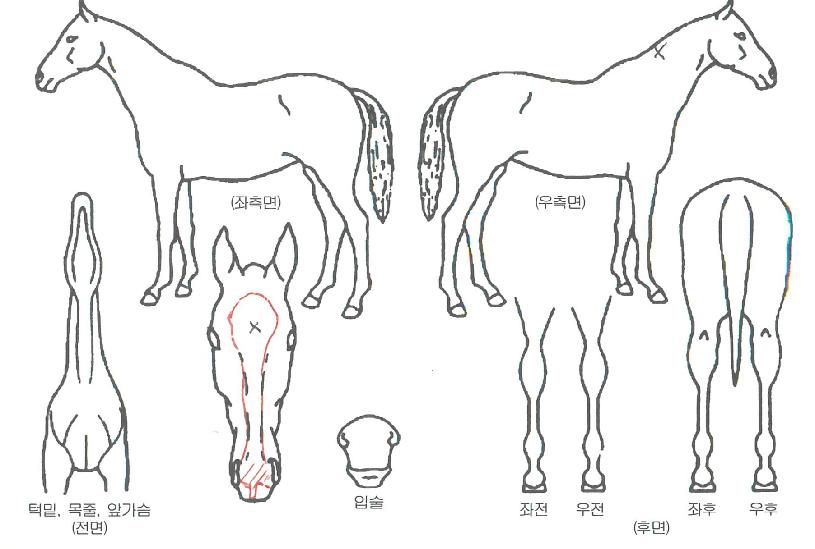 ¿ùµåÇǽºÀÇ Ãø¸é,¿ì¸é,µÞ¸é,µÎ»ó,´Ù¸®ÀÇ Æ¯Â¡µµÇØ