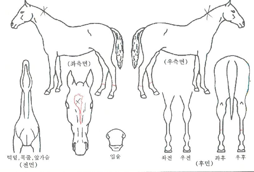 ������ ����,���,�޸�,�λ�,�ٸ��� Ư¡����