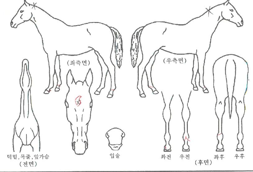 �Ѿ�ó���ڸ��� ����,���,�޸�,�λ�,�ٸ��� Ư¡����