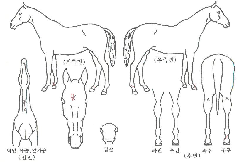 µ¿¼°¡µæÀÇ Ãø¸é,¿ì¸é,µÞ¸é,µÎ»ó,´Ù¸®ÀÇ Æ¯Â¡µµÇØ