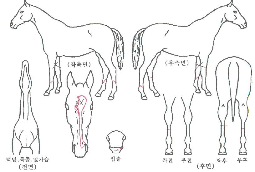 ÃàÁ¦¸ÞÀÌŶÀÇ Ãø¸é,¿ì¸é,µÞ¸é,µÎ»ó,´Ù¸®ÀÇ Æ¯Â¡µµÇØ