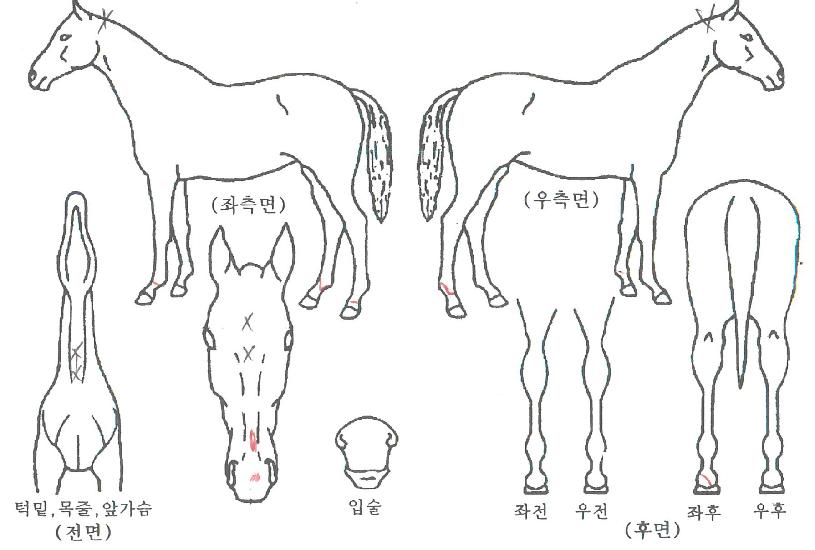 �ε鷹������ ����,���,�޸�,�λ�,�ٸ��� Ư¡����