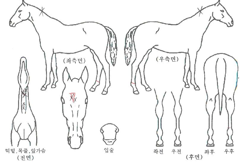 Æ®·ç½Ã¿¡·ÎÀÇ Ãø¸é,¿ì¸é,µÞ¸é,µÎ»ó,´Ù¸®ÀÇ Æ¯Â¡µµÇØ