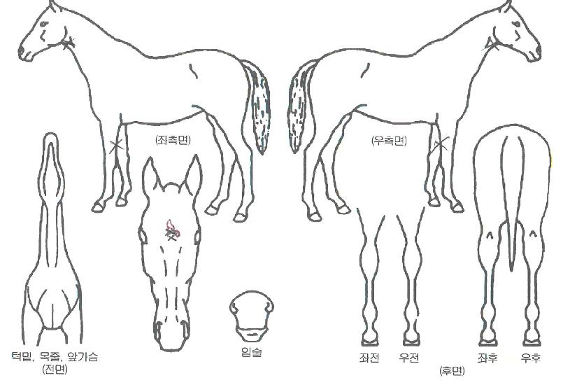 õ�������� ����,���,�޸�,�λ�,�ٸ��� Ư¡����