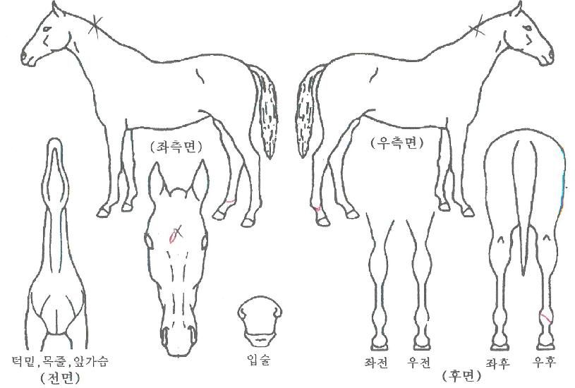 ����ŷ���� ����,���,�޸�,�λ�,�ٸ��� Ư¡����