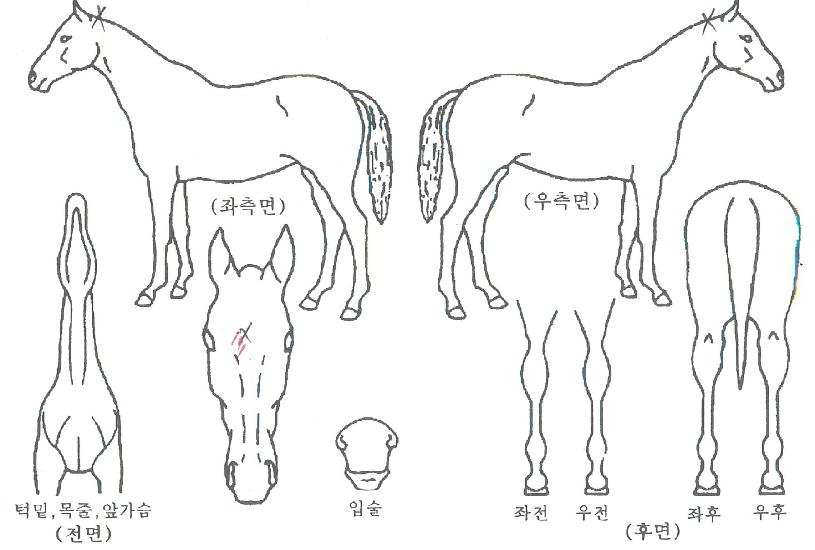 �ο���Ƽ���� ����,���,�޸�,�λ�,�ٸ��� Ư¡����