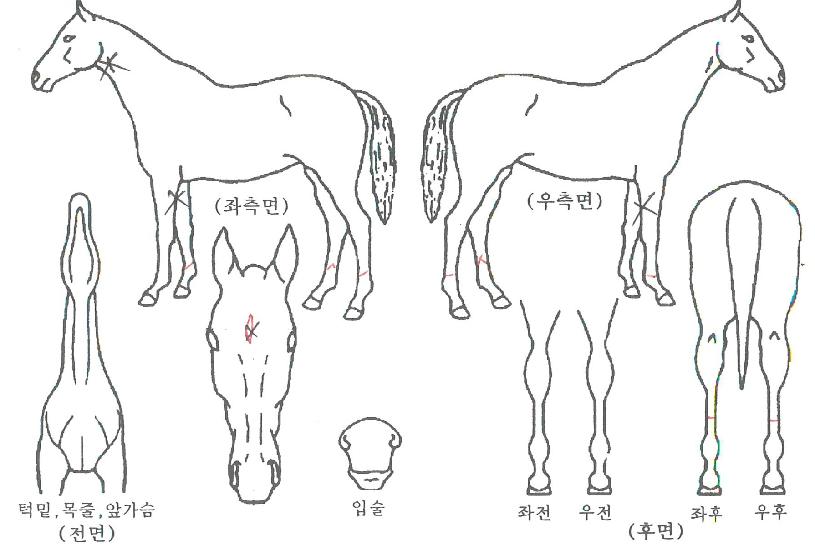 ¸í¿ø¹Ù¶÷ÀÇ Ãø¸é,¿ì¸é,µÞ¸é,µÎ»ó,´Ù¸®ÀÇ Æ¯Â¡µµÇØ