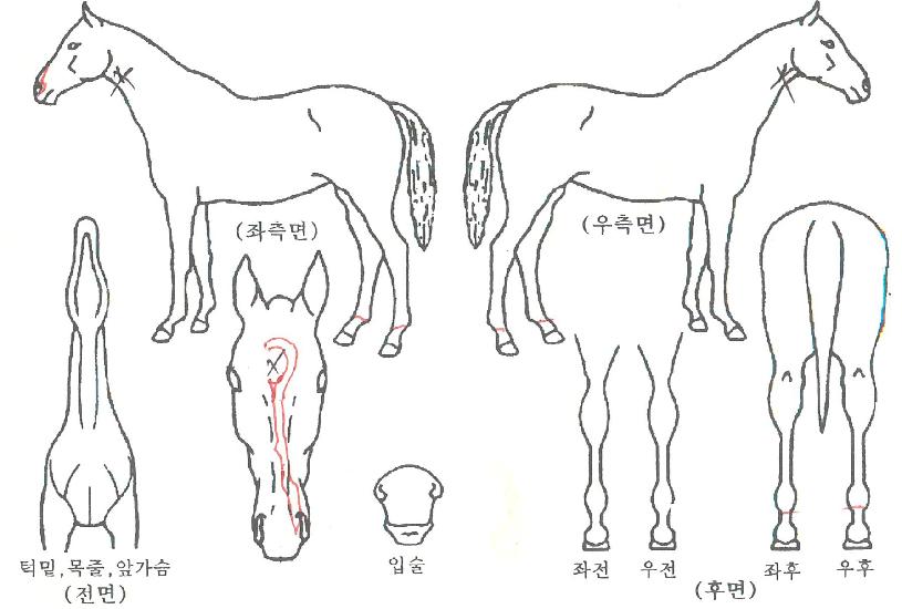 °³±¹°ø½ÅÀÚ¸¶ÀÇ Ãø¸é,¿ì¸é,µÞ¸é,µÎ»ó,´Ù¸®ÀÇ Æ¯Â¡µµÇØ