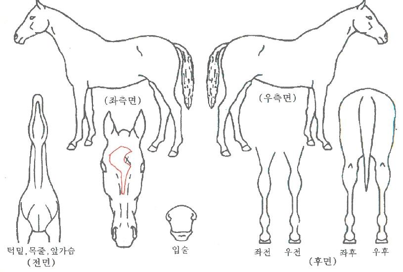 ¹®¾ÆÀÏÅ·ÀÇ Ãø¸é,¿ì¸é,µÞ¸é,µÎ»ó,´Ù¸®ÀÇ Æ¯Â¡µµÇØ