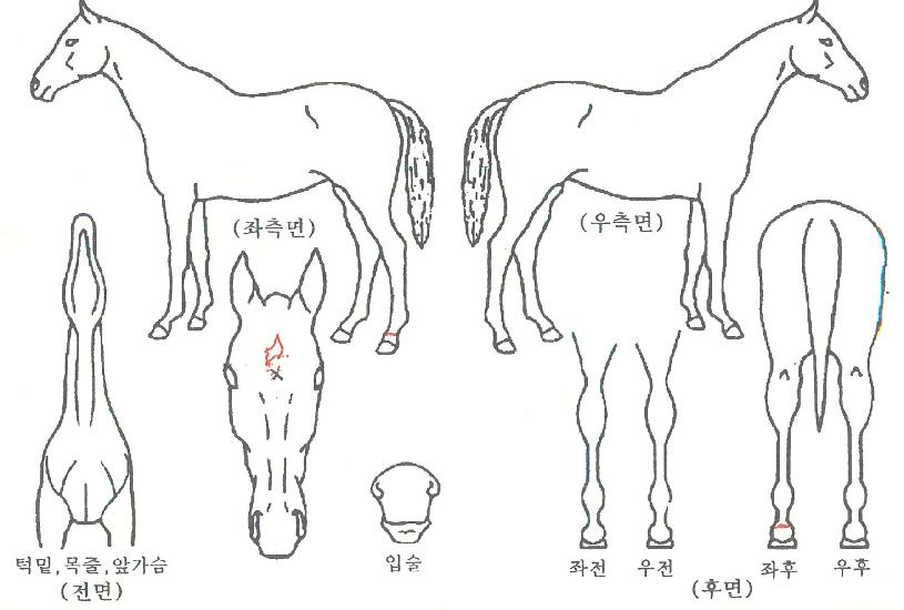 ½ºÅ¸½ÅºñÀÇ Ãø¸é,¿ì¸é,µÞ¸é,µÎ»ó,´Ù¸®ÀÇ Æ¯Â¡µµÇØ