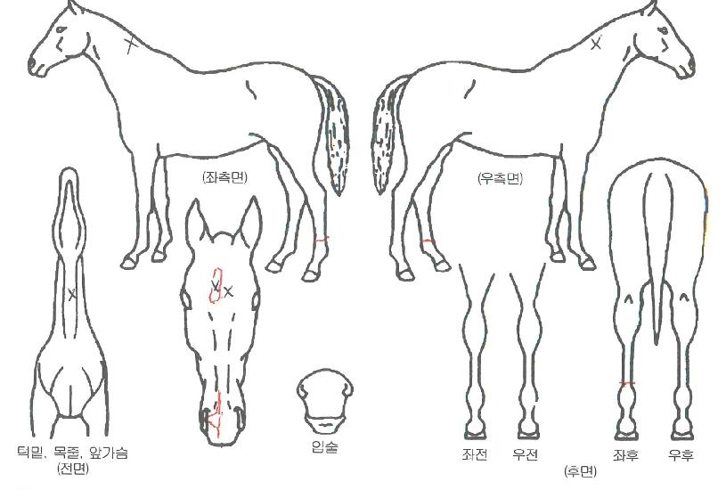 ���������ڸ��� ����,���,�޸�,�λ�,�ٸ��� Ư¡����