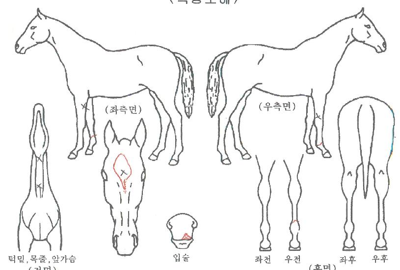 µ¿Æ²¶§ÀÇ Ãø¸é,¿ì¸é,µÞ¸é,µÎ»ó,´Ù¸®ÀÇ Æ¯Â¡µµÇØ