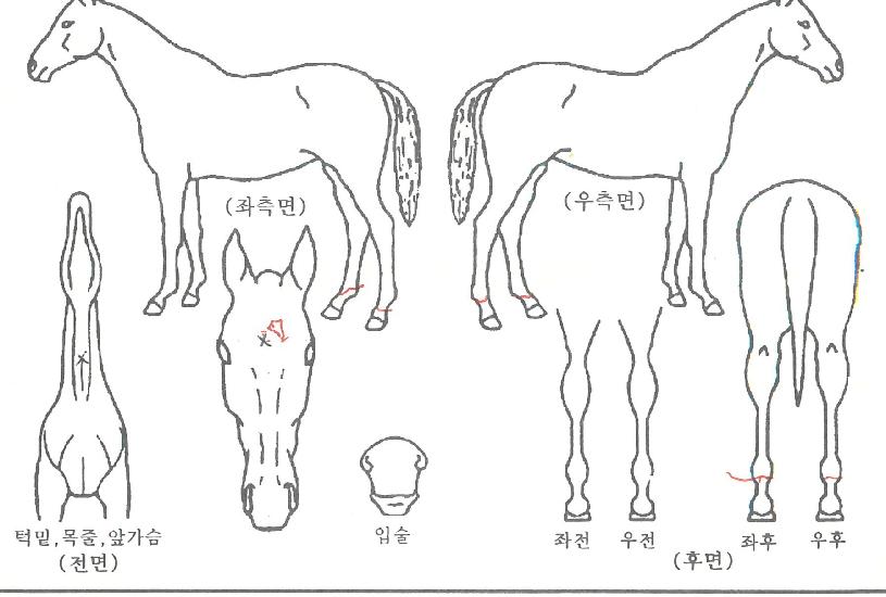 ½ÅÀÇžÀÇ Ãø¸é,¿ì¸é,µÞ¸é,µÎ»ó,´Ù¸®ÀÇ Æ¯Â¡µµÇØ