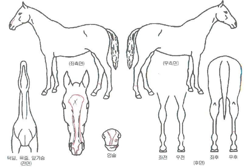 °úõÀÇÇÔ¼ºÀÇ Ãø¸é,¿ì¸é,µÞ¸é,µÎ»ó,´Ù¸®ÀÇ Æ¯Â¡µµÇØ