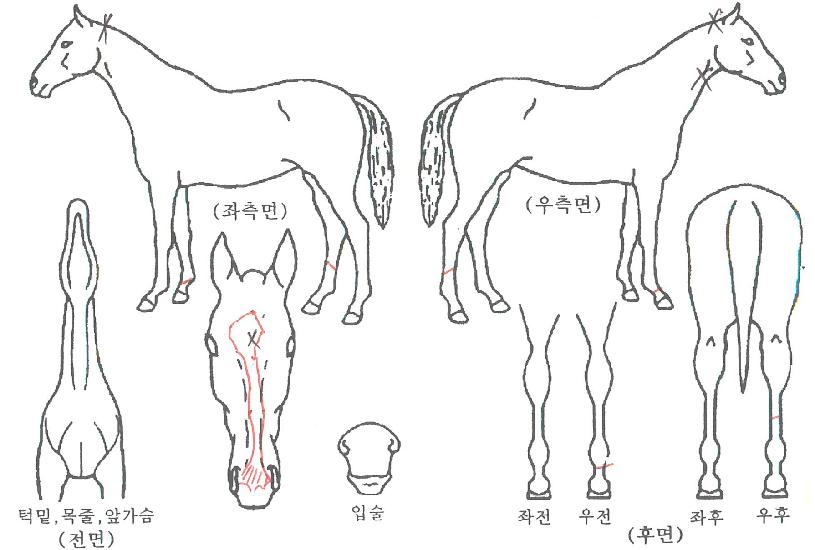 ��Ÿ���ε���ڸ��� ����,���,�޸�,�λ�,�ٸ��� Ư¡����