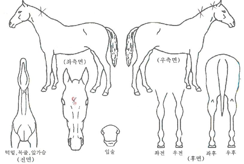 ���跩ŷ�� ����,���,�޸�,�λ�,�ٸ��� Ư¡����