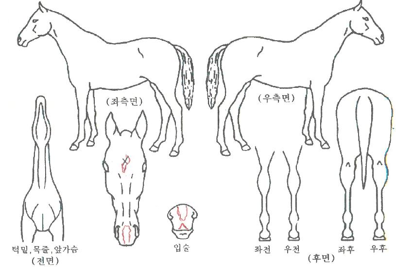 ·Î¿Ä̸®ÀÇ Ãø¸é,¿ì¸é,µÞ¸é,µÎ»ó,´Ù¸®ÀÇ Æ¯Â¡µµÇØ