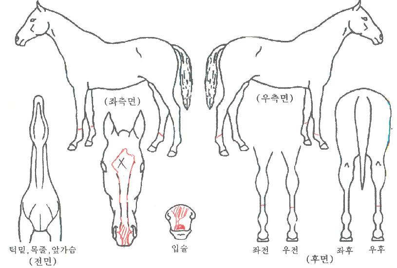 ÀÚºñµ¿ÇàÀÇ Ãø¸é,¿ì¸é,µÞ¸é,µÎ»ó,´Ù¸®ÀÇ Æ¯Â¡µµÇØ