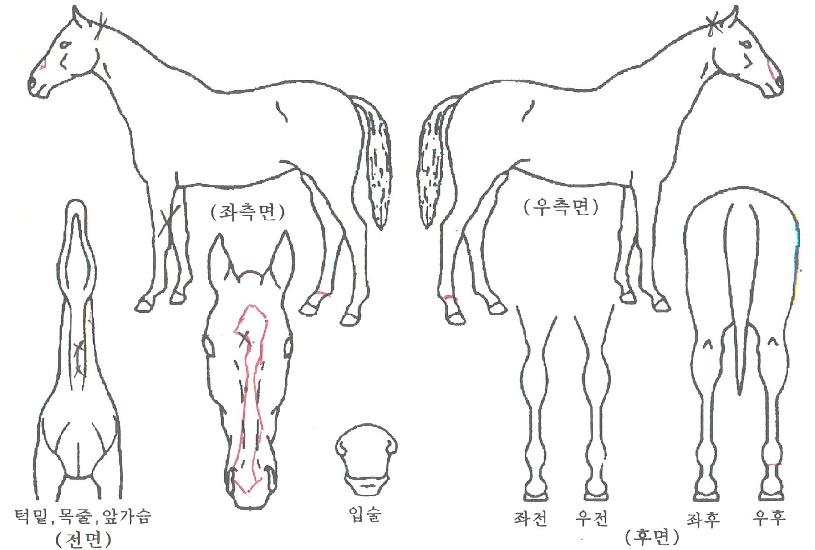 ¼±Å°½ºµåÀÇ Ãø¸é,¿ì¸é,µÞ¸é,µÎ»ó,´Ù¸®ÀÇ Æ¯Â¡µµÇØ