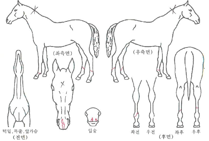 ¸¶À̺ñÀüÀÇ Ãø¸é,¿ì¸é,µÞ¸é,µÎ»ó,´Ù¸®ÀÇ Æ¯Â¡µµÇØ