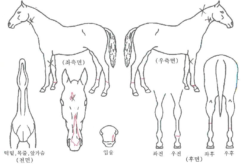 ��Ÿ������ ����,���,�޸�,�λ�,�ٸ��� Ư¡����