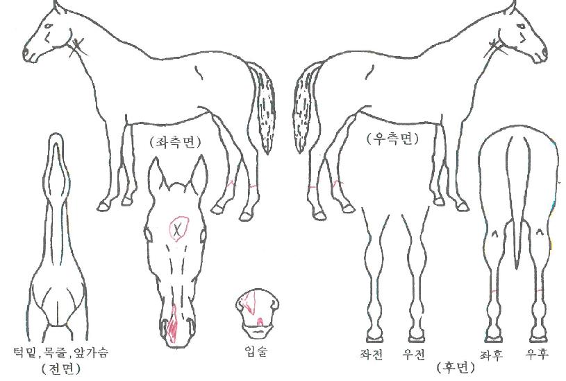 ÇìµåÅ×À̺íÀÇ Ãø¸é,¿ì¸é,µÞ¸é,µÎ»ó,´Ù¸®ÀÇ Æ¯Â¡µµÇØ