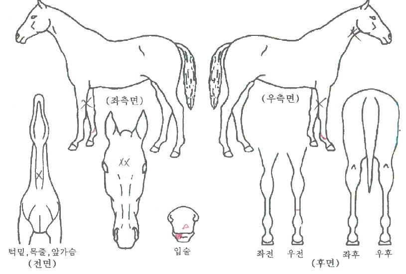 ¸¶À̽ºÄ«ÀÌÀÇ Ãø¸é,¿ì¸é,µÞ¸é,µÎ»ó,´Ù¸®ÀÇ Æ¯Â¡µµÇØ