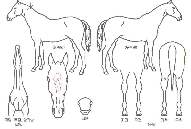 ������м��� ����,���,�޸�,�λ�,�ٸ��� Ư¡����