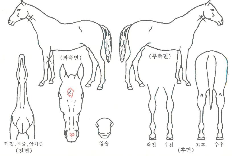 ´ë±ºÇÔÀÇ Ãø¸é,¿ì¸é,µÞ¸é,µÎ»ó,´Ù¸®ÀÇ Æ¯Â¡µµÇØ