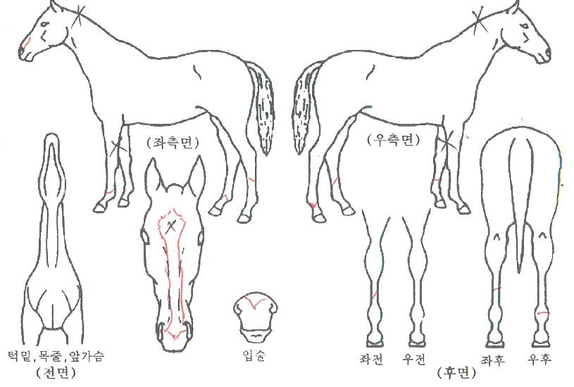 ¹Ù¶÷´ëÀåÀÇ Ãø¸é,¿ì¸é,µÞ¸é,µÎ»ó,´Ù¸®ÀÇ Æ¯Â¡µµÇØ