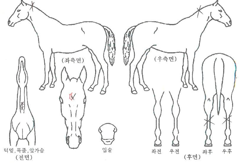 »çÄ¿±Û·Î¸®ÀÇ Ãø¸é,¿ì¸é,µÞ¸é,µÎ»ó,´Ù¸®ÀÇ Æ¯Â¡µµÇØ