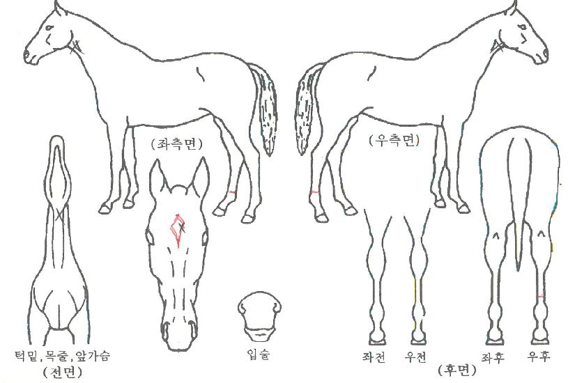 ÇØµ¿¿©°ÉÀÇ Ãø¸é,¿ì¸é,µÞ¸é,µÎ»ó,´Ù¸®ÀÇ Æ¯Â¡µµÇØ