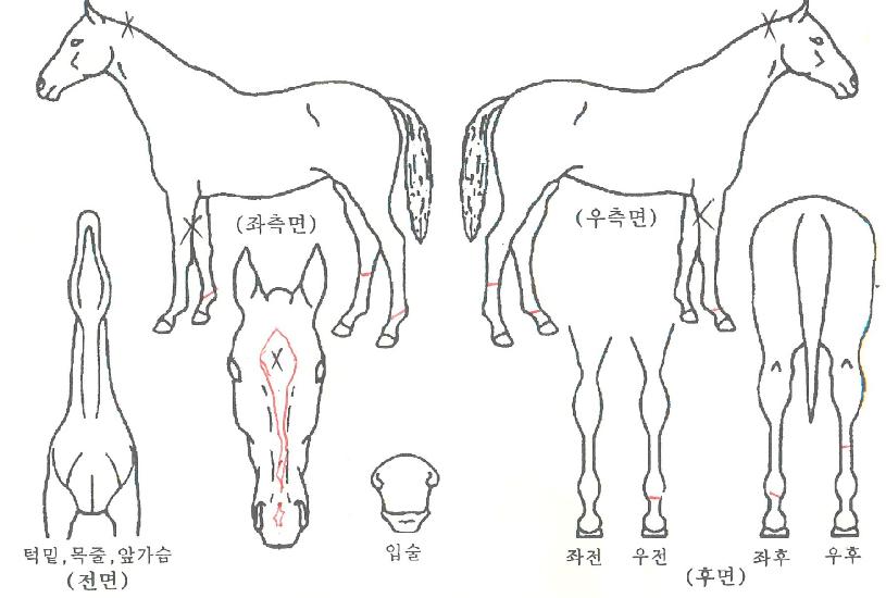 °¡ÀÚ°¡ÀÚÀÇ Ãø¸é,¿ì¸é,µÞ¸é,µÎ»ó,´Ù¸®ÀÇ Æ¯Â¡µµÇØ